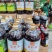 美家餐黄菜籽油12.5L*2瓶/件酒店餐厅商用大桶菜油