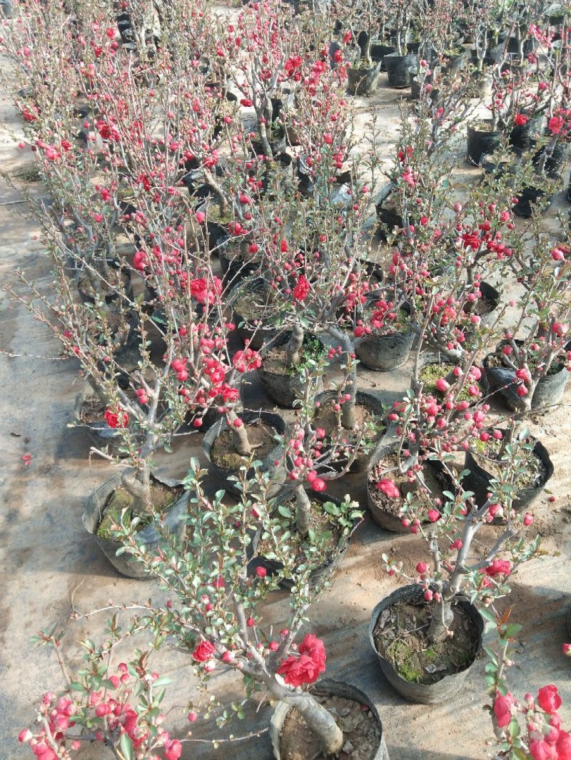 海棠花品种多开花颜色多彩海棠开花鲜艳品种繁多