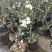 海棠花品种多开花颜色多彩海棠开花鲜艳品种繁多