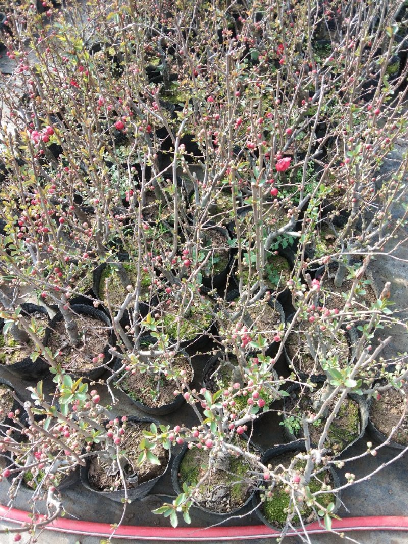海棠花品种多开花颜色多彩海棠开花鲜艳品种繁多