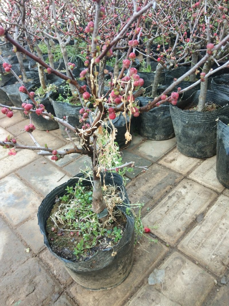 海棠花品种多开花颜色多彩海棠开花鲜艳品种繁多