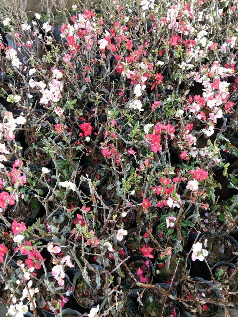 海棠花品种多开花颜色多彩海棠开花鲜艳品种繁多