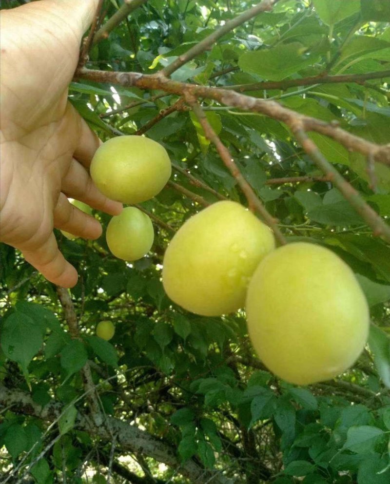 青梅嫁接苗