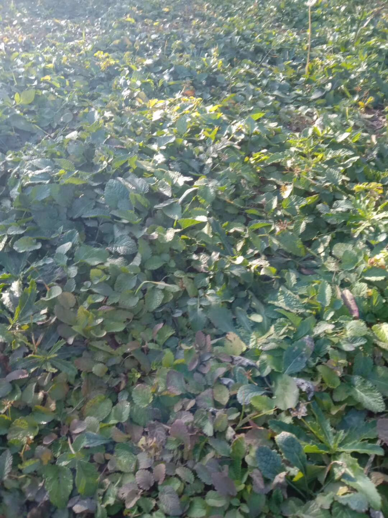 丹参苗丹参种苗，山东丹参苗，平邑县丹参，包回收。