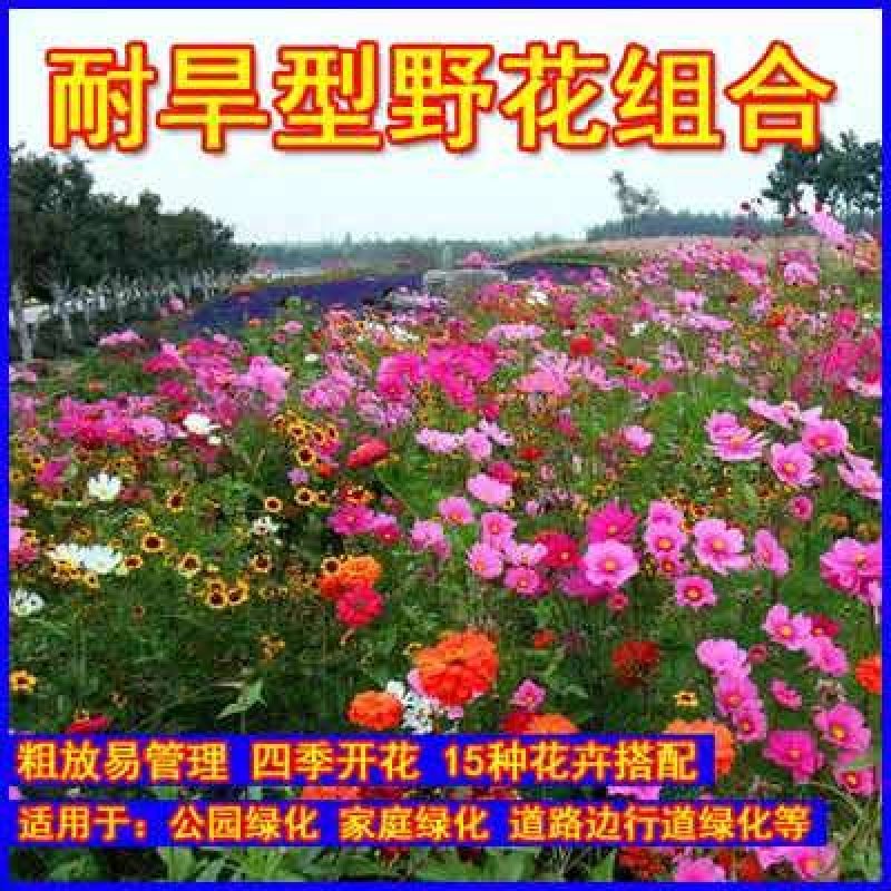 波斯菊种子花海种子10斤/亩当年新种