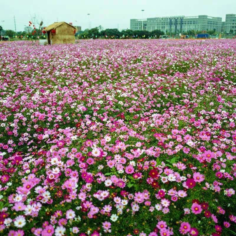 波斯菊种子花海种子10斤/亩当年新种