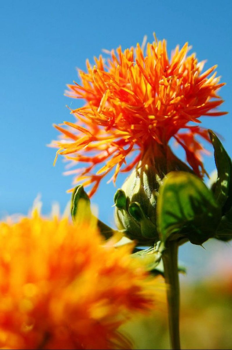 红花油红花籽油红花生产油