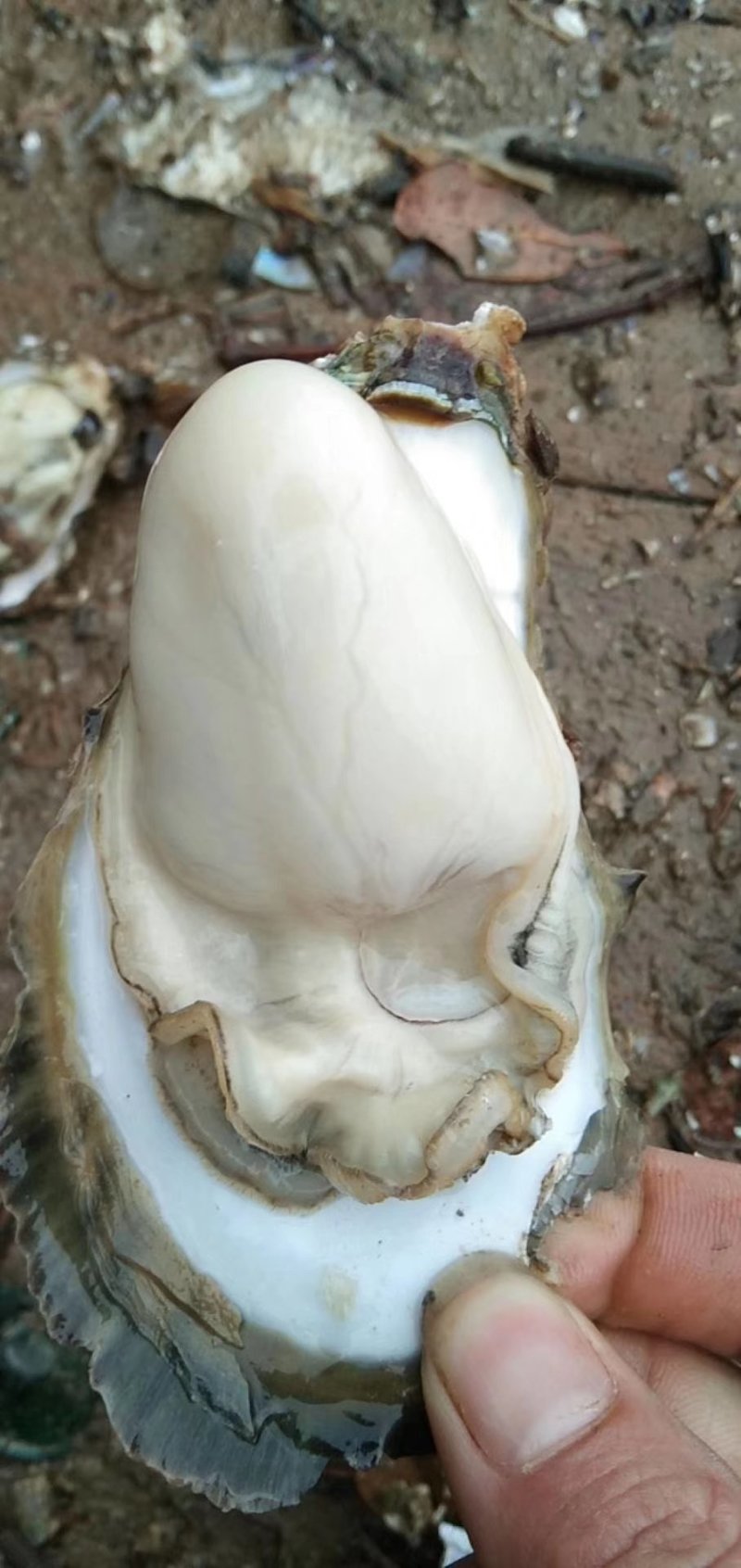台山蚝，肥，脆，爽口，一手批发，台山蚝，肥，脆，爽口，一