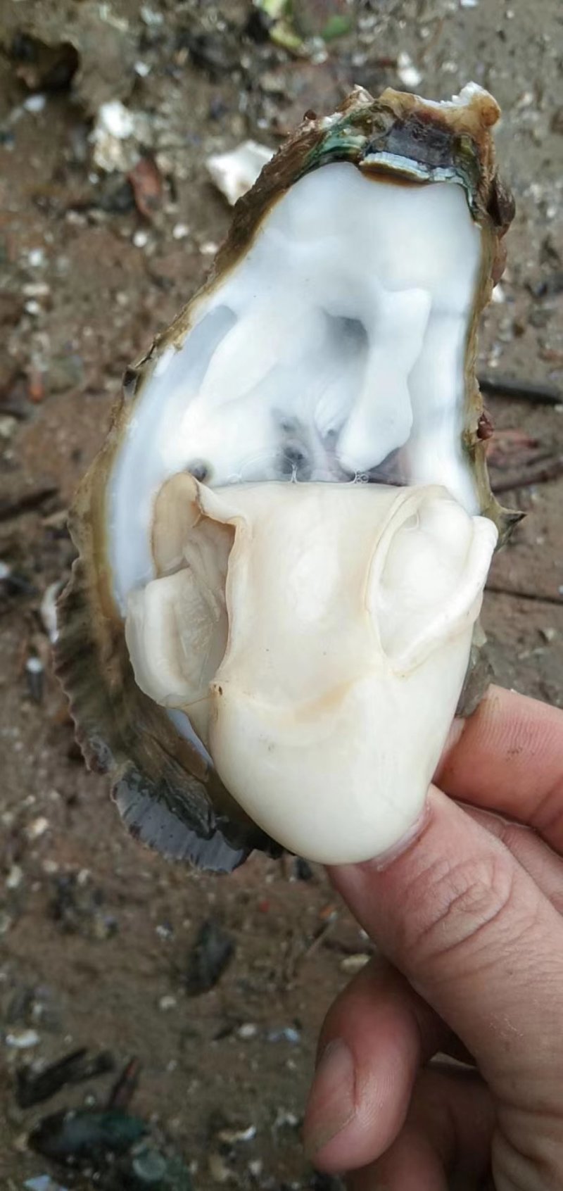 台山蚝，肥，脆，爽口，一手批发，台山蚝，肥，脆，爽口，一