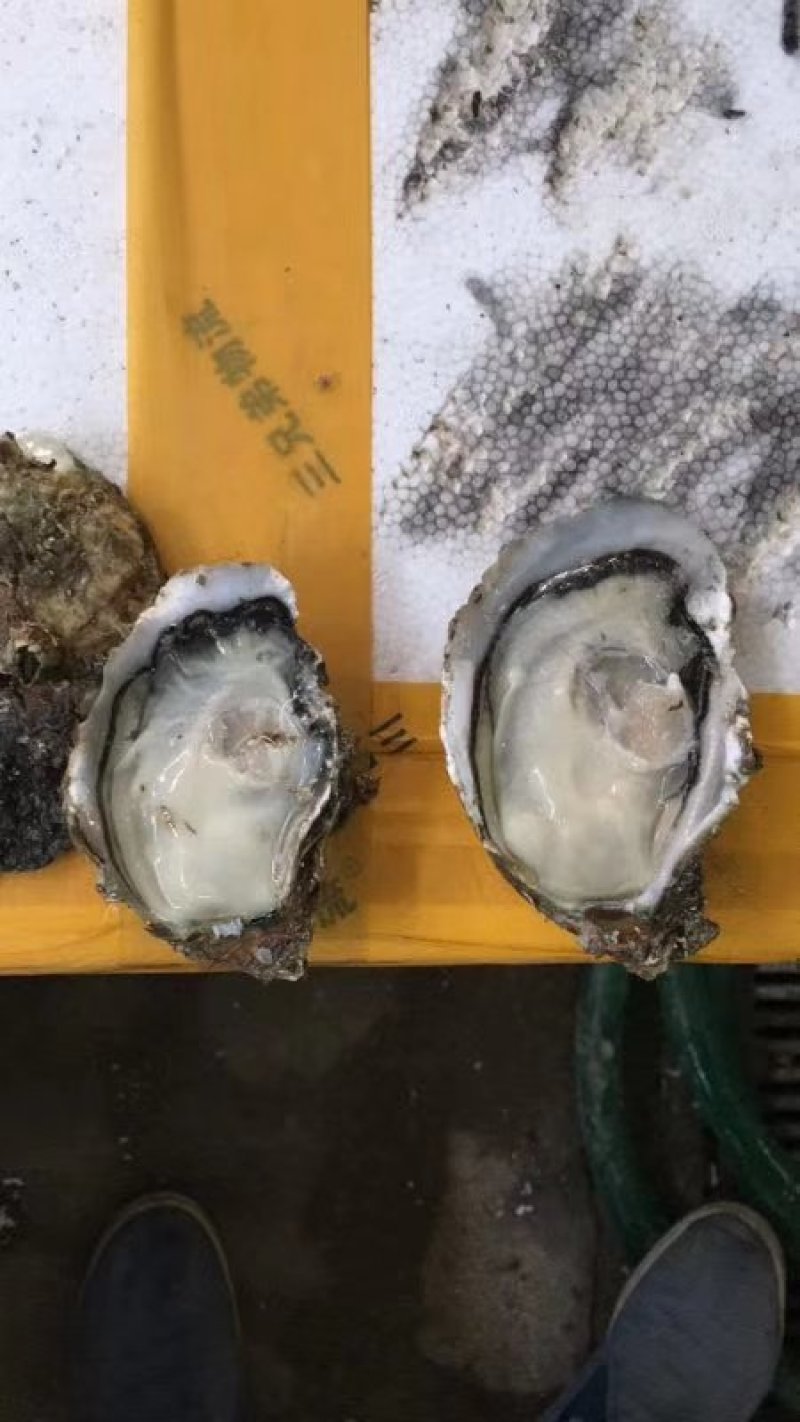 台山蚝，肥，脆，爽口，一手批发，台山蚝，肥，脆，爽口，一