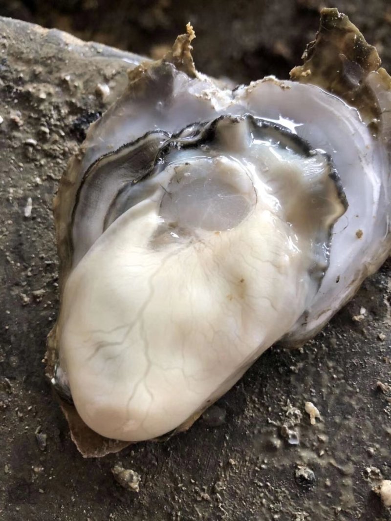 台山蚝，肥，脆，爽口，一手批发，台山蚝，肥，脆，爽口，一