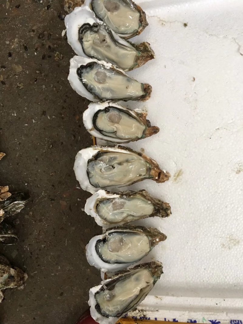 台山蚝，肥，脆，爽口，一手批发，台山蚝，肥，脆，爽口，一