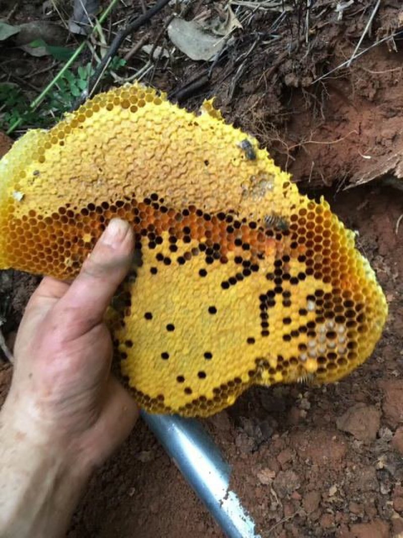 贵州大山生长野生蜂蜜