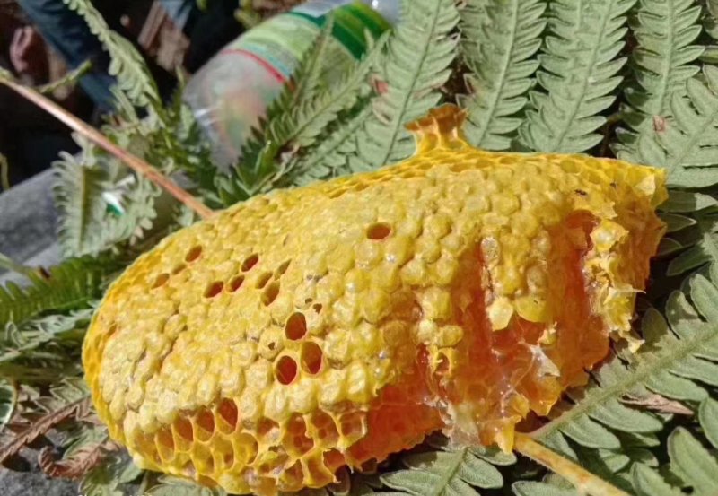 贵州大山生长野生蜂蜜