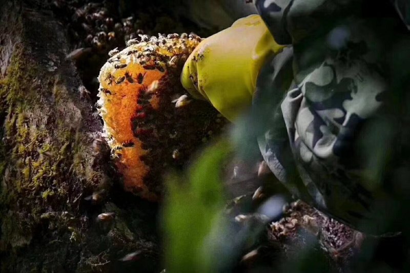 贵州大山生长野生蜂蜜