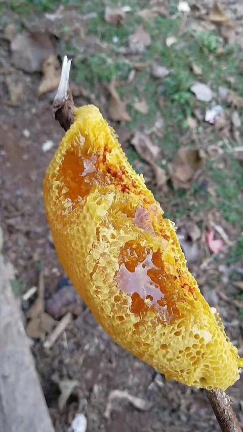 贵州大山生长野生蜂蜜