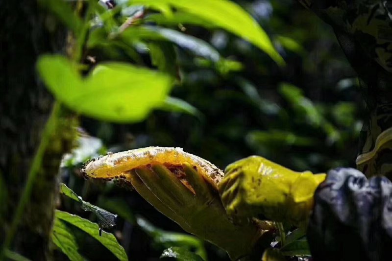 贵州大山生长野生蜂蜜