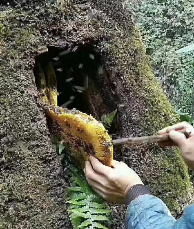 贵州大山生长野生蜂蜜