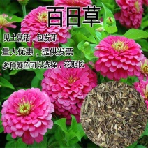 百日草种子花海种子10斤/亩发芽有