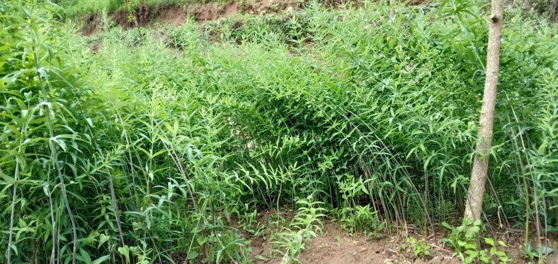 黄精、块茎种