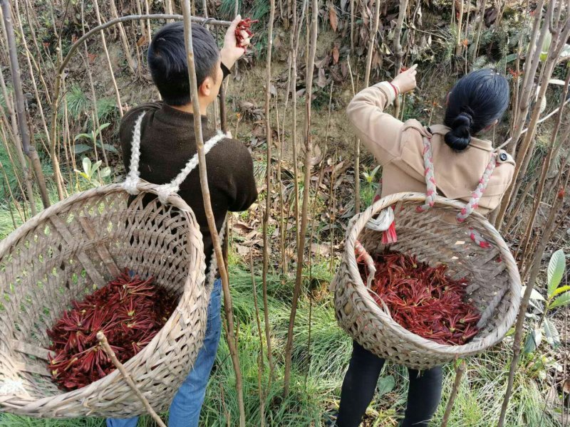 红油香椿芽