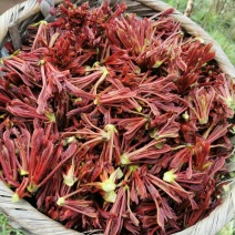 红油香椿芽