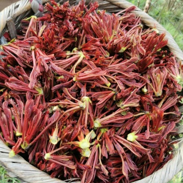 红油香椿芽