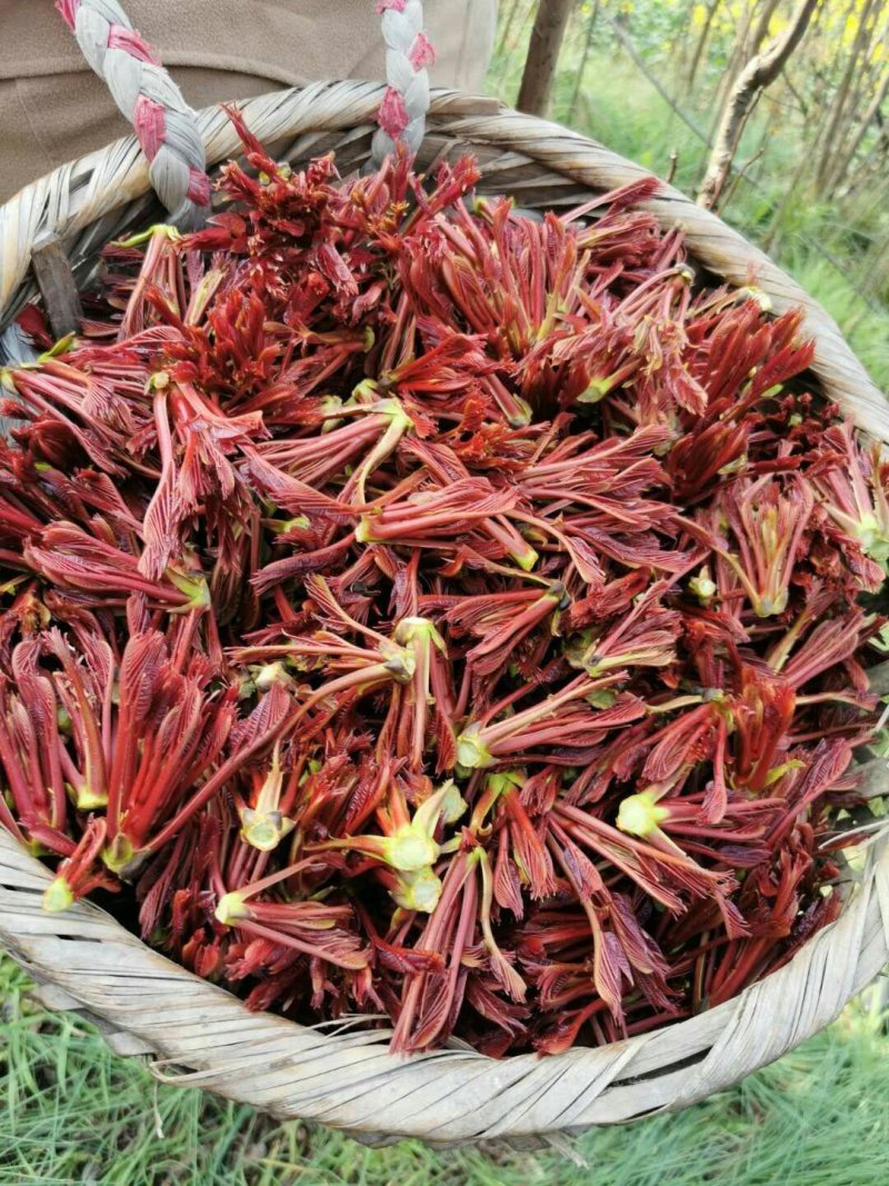 红油香椿芽