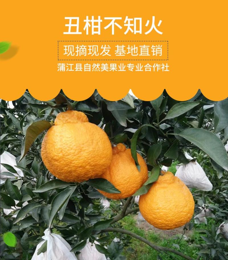四川不知火丑橘品质供货—诚招代理品质供货