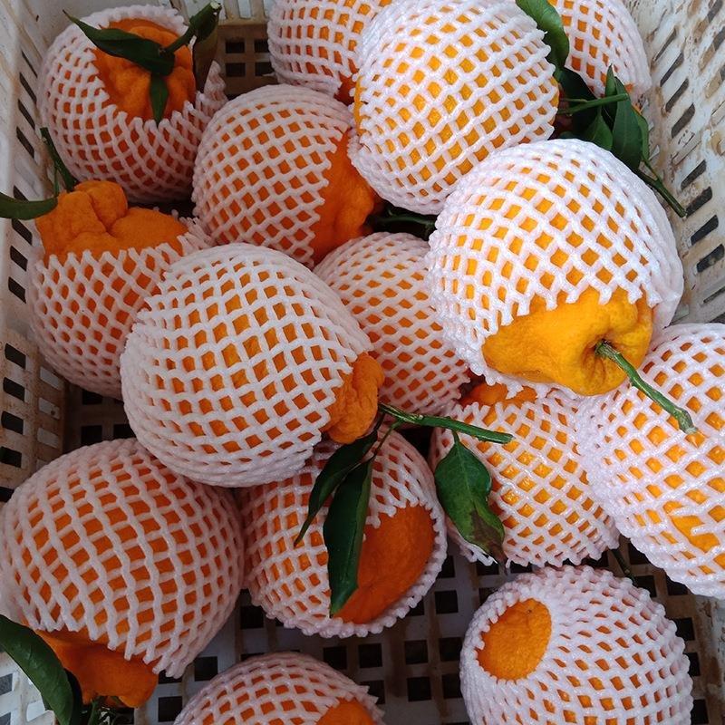 四川不知火丑橘品质供货—诚招代理品质供货