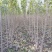 梓树苗（0.8公分以上）、2-—4公分梓树