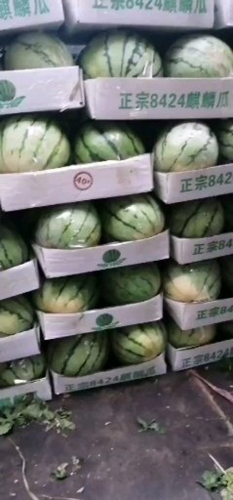 湖南大棚8424麒麟瓜，支持产地看货，视频看货。