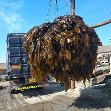 大连人工养植保证质量鲜品海带