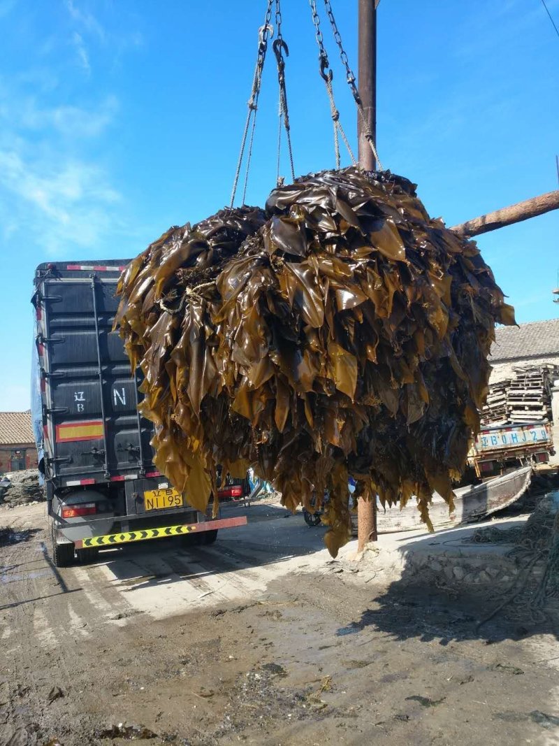 大连人工养植保证质量鲜品海带