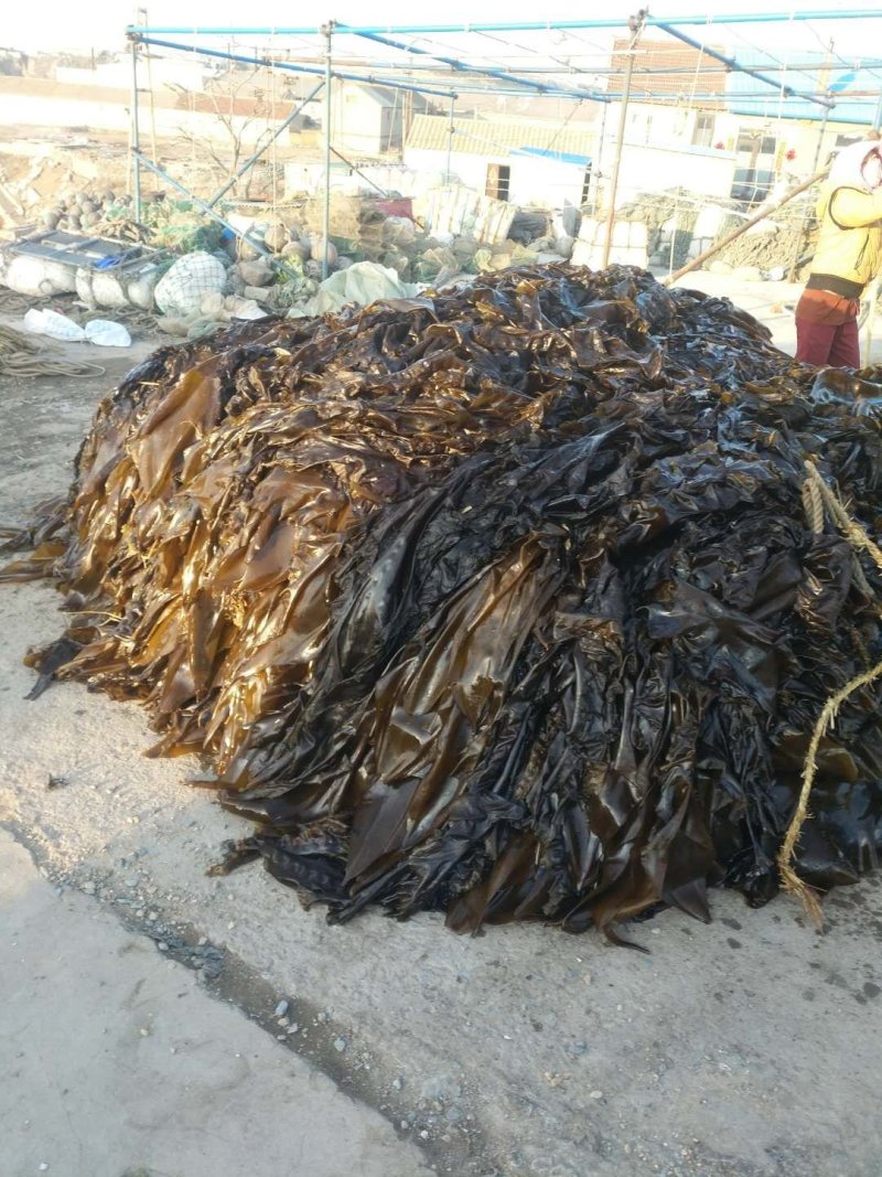 大连人工养植保证质量鲜品海带