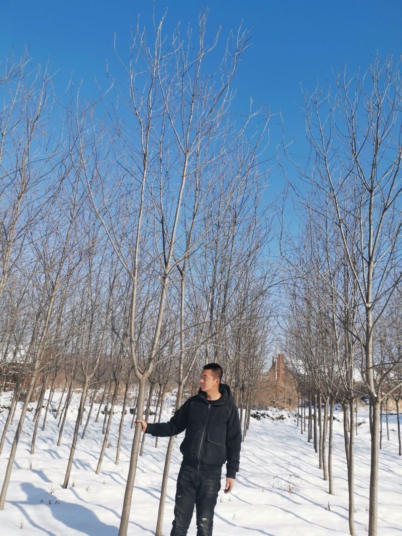 紫叶稠李小苗丛生紫叶稠李工程苗2-10公分粗紫叶稠李