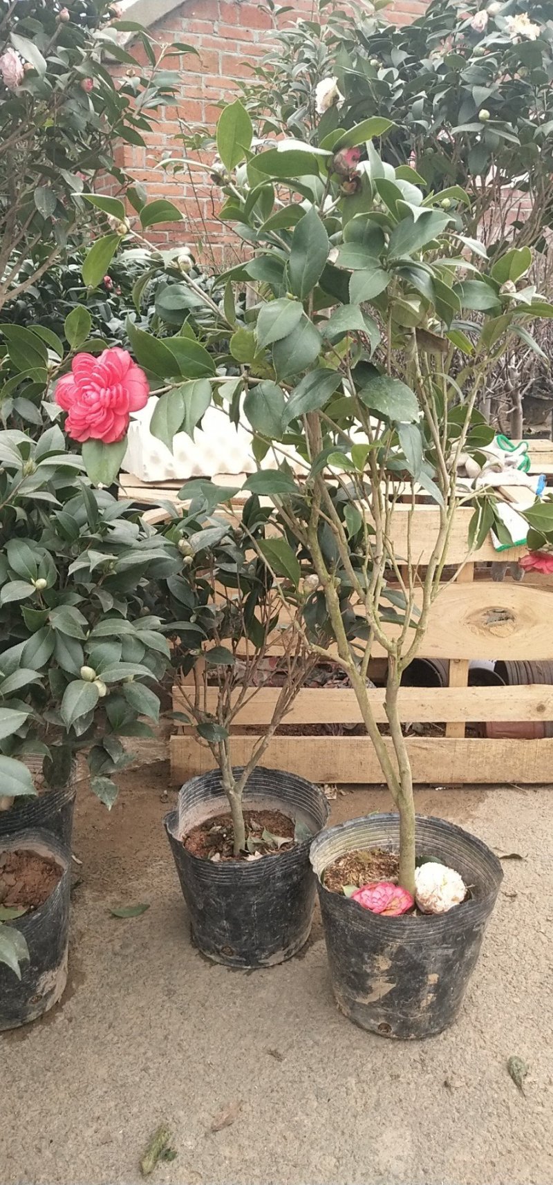 四季香妃茶花盆栽带花苞浓香型庭院室内外五色茶花大树苗花卉