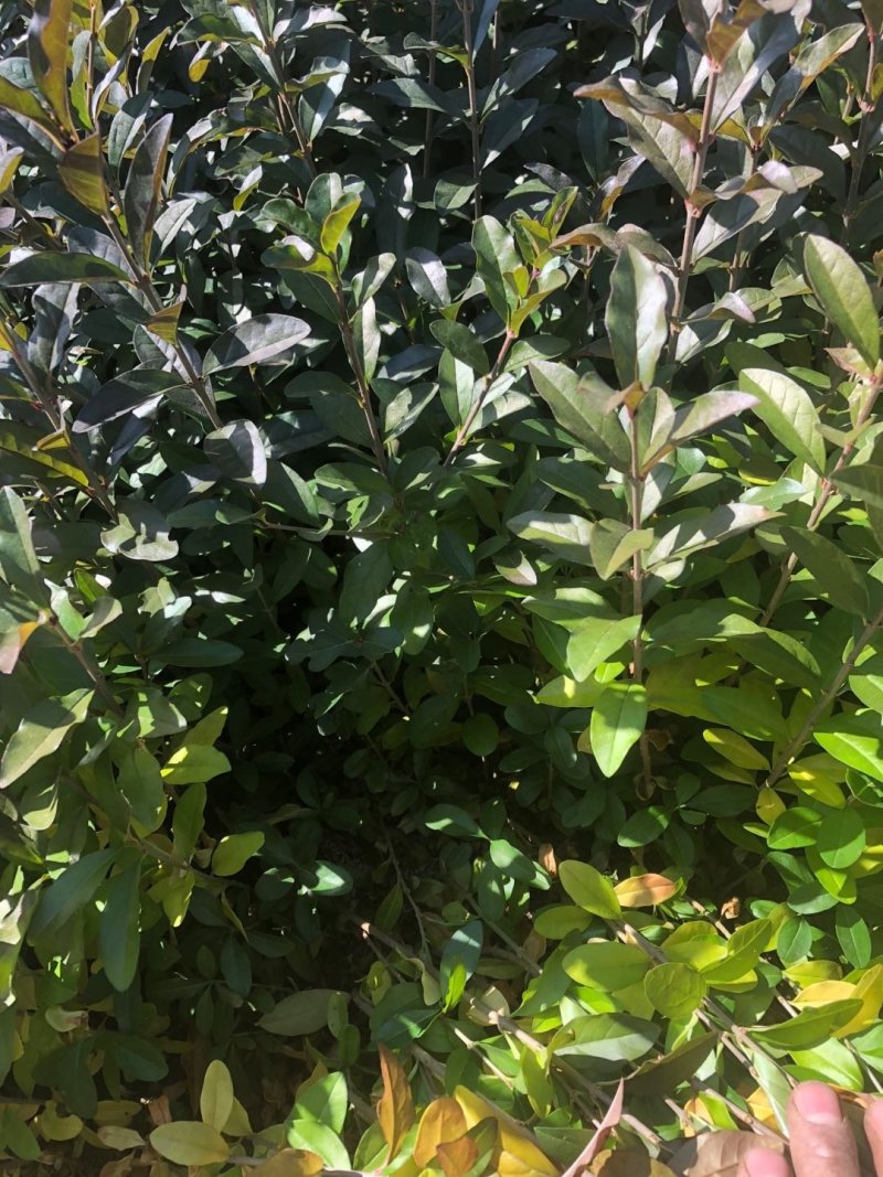 产地销售水腊苗一年生水蜡苗，水蜡球水蜡杯苗，水蜡工程苗