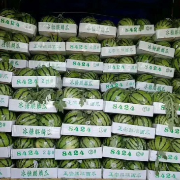 精品8424西瓜-河南夏邑万亩基地，品质保证，质量**