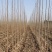 梓树价格2公分梓树2.5公分梓树3公分