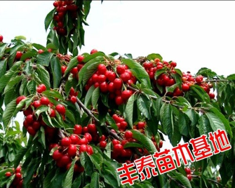 樱桃苗大樱桃苗种植樱桃苗，丰泰苗木,质壮苗纯