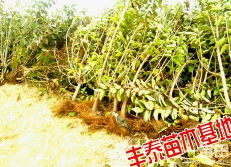 樱桃苗大樱桃苗种植樱桃苗，丰泰苗木,质壮苗纯