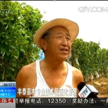 樱桃苗大樱桃苗种植樱桃苗，丰泰苗木,质壮苗纯