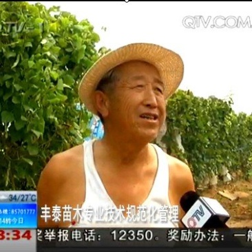 樱桃苗大樱桃苗种植樱桃苗，丰泰苗木,质壮苗纯