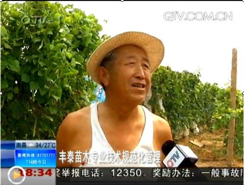 樱桃苗大樱桃苗种植樱桃苗，丰泰苗木,质壮苗纯
