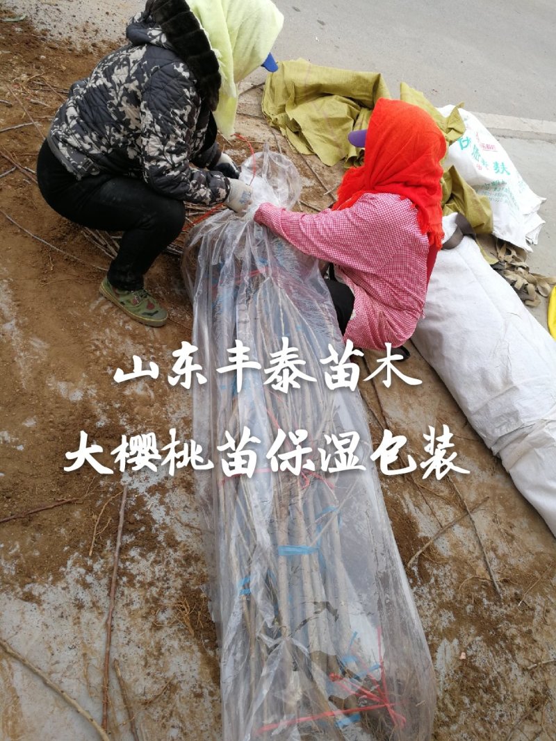 樱桃苗大樱桃苗种植樱桃苗，丰泰苗木,质壮苗纯