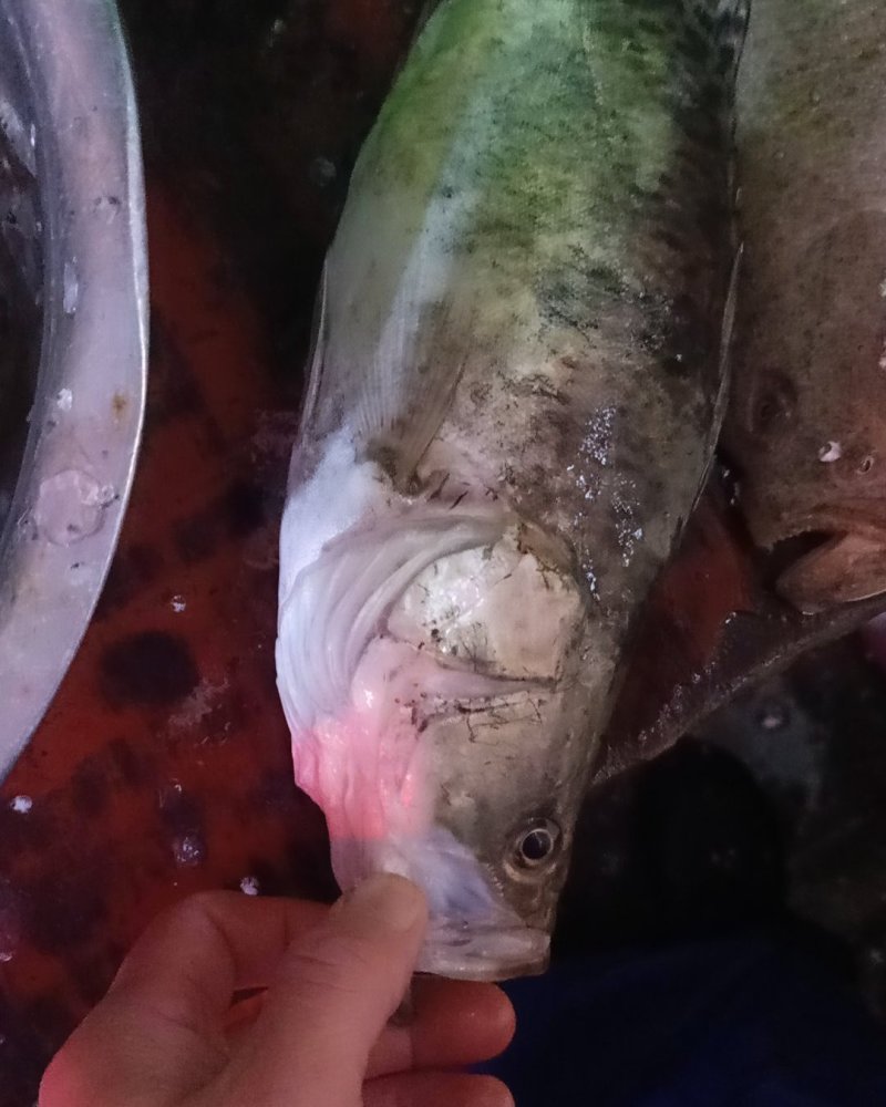 农家臭鳜鱼杭州水产市场供应