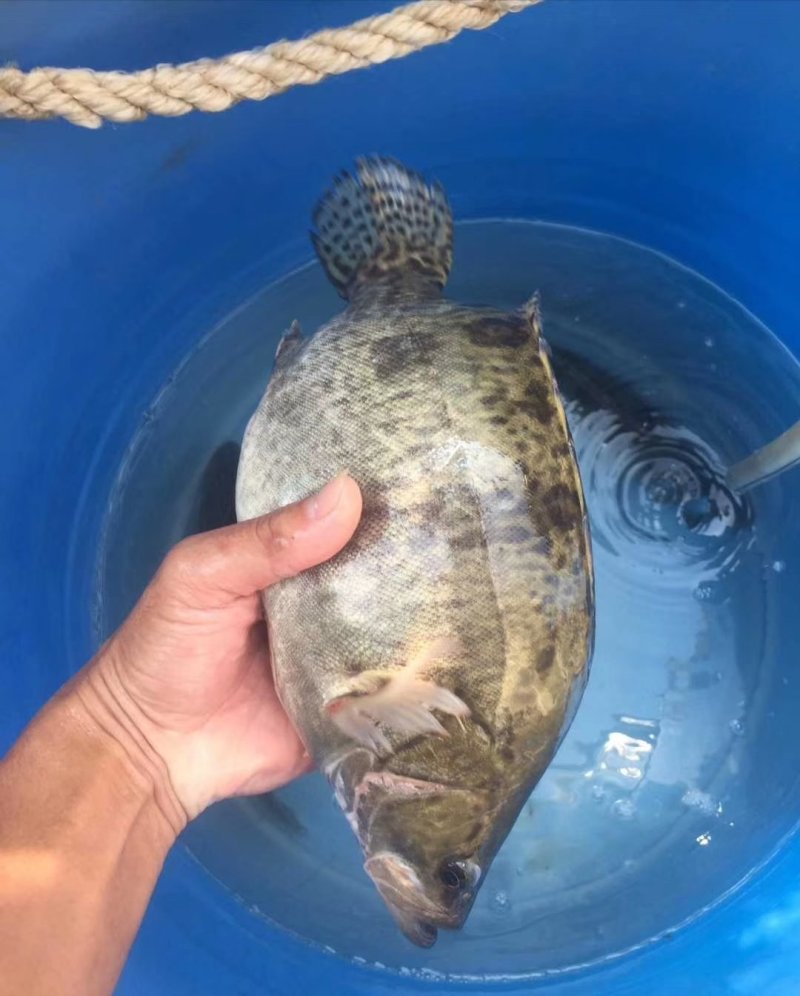鳜鱼，纯精养吃小鱼长大的。有需要的赶紧了，全国发货。