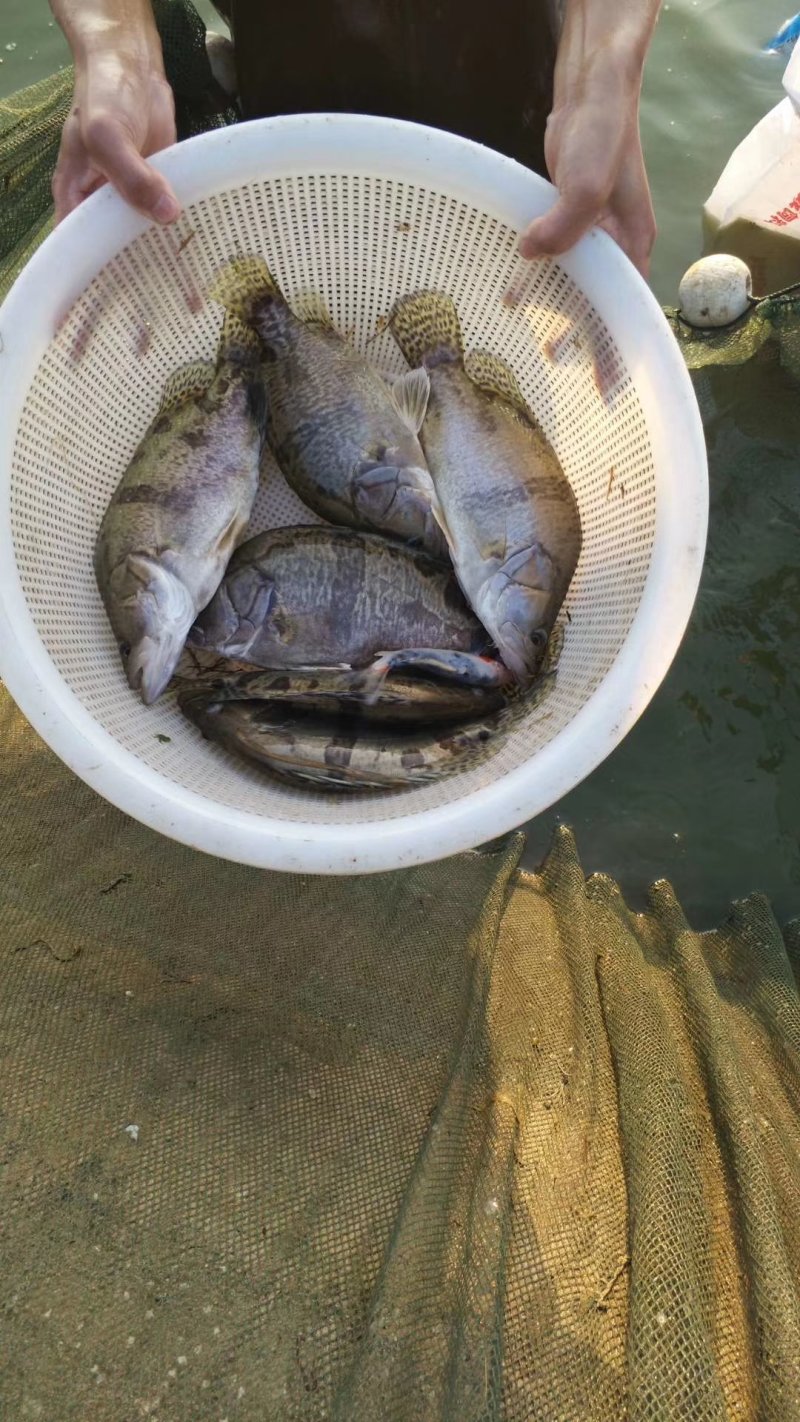 鳜鱼，纯精养吃小鱼长大的。有需要的赶紧了，全国发货。