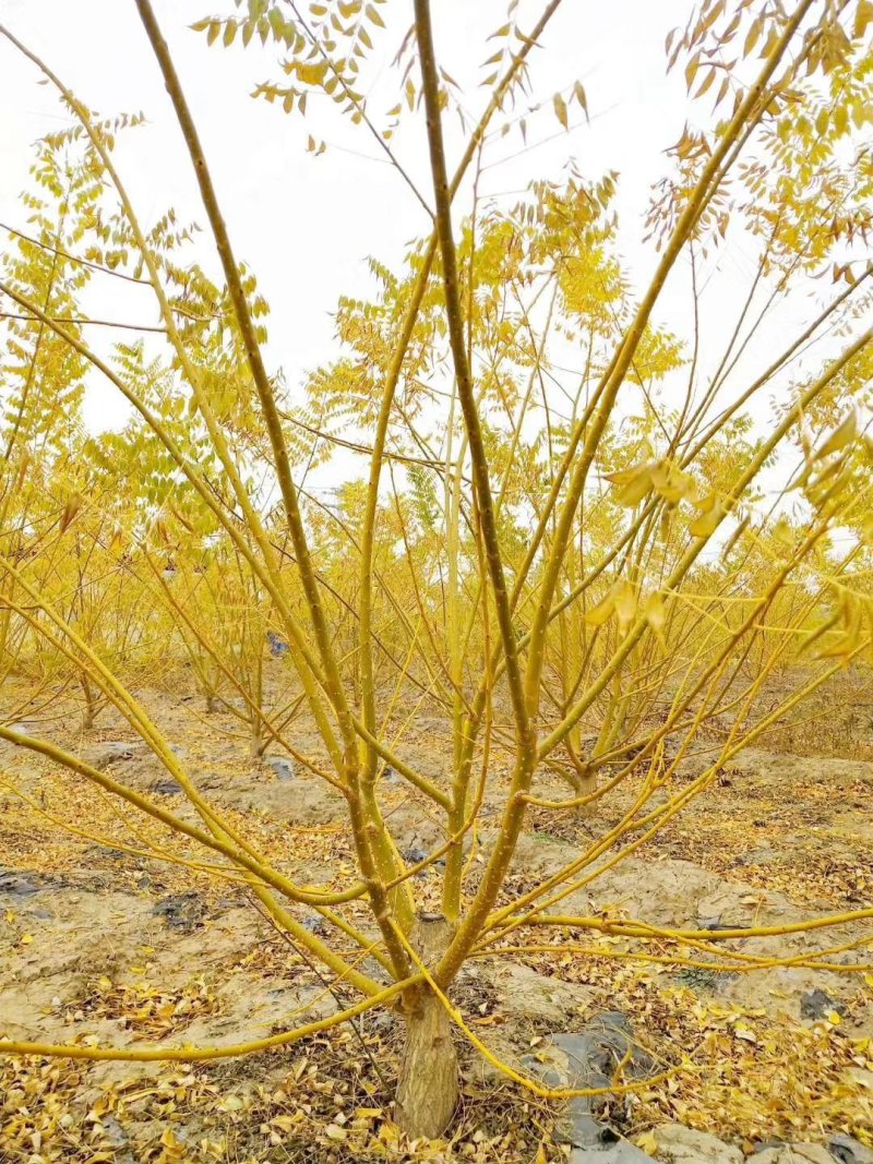 长庚苗圃长年出售各种金枝槐高接金枝槐矮接金枝槐